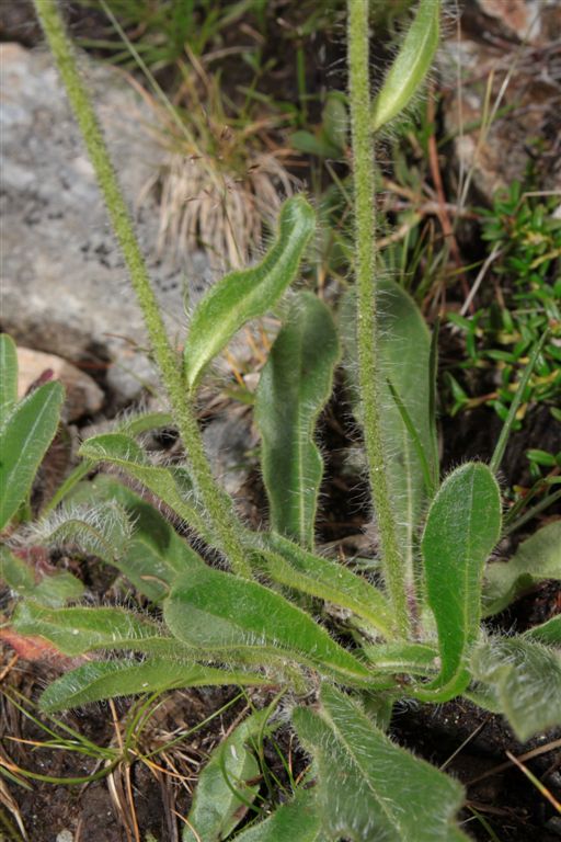 Da determinare - Hieracium sp.